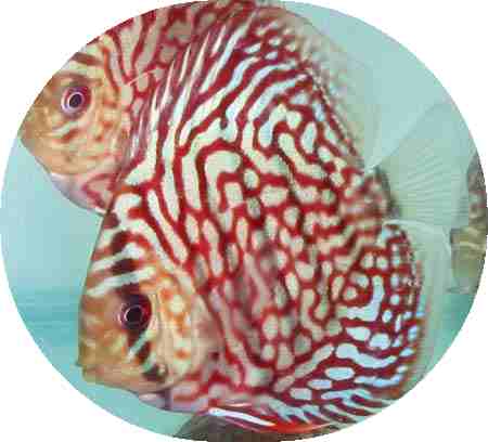 Ruby Red Mosaic Discus Fish 3 inch